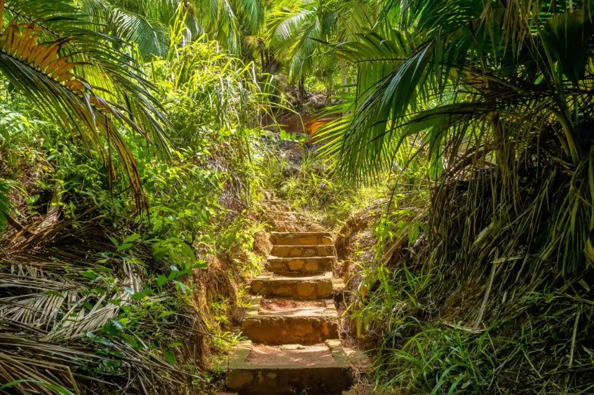 Fond Ferdinand Nature Reserve, Praslin Island, Seychelles